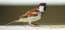 Food_Sparrows_003_resize.jpg