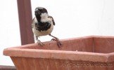 House_Sparrow_002.jpg