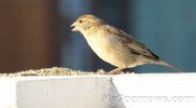 Sparrow_House_001.jpg