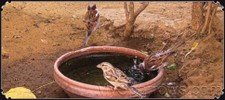 Water_Sparrows_001_resize.jpg