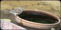 Water_Sparrows_002_resize.jpg