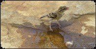 Water_Sparrows_003_resize.jpg